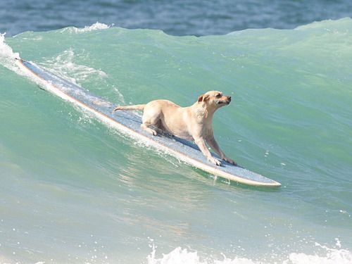 surfboard by Nox